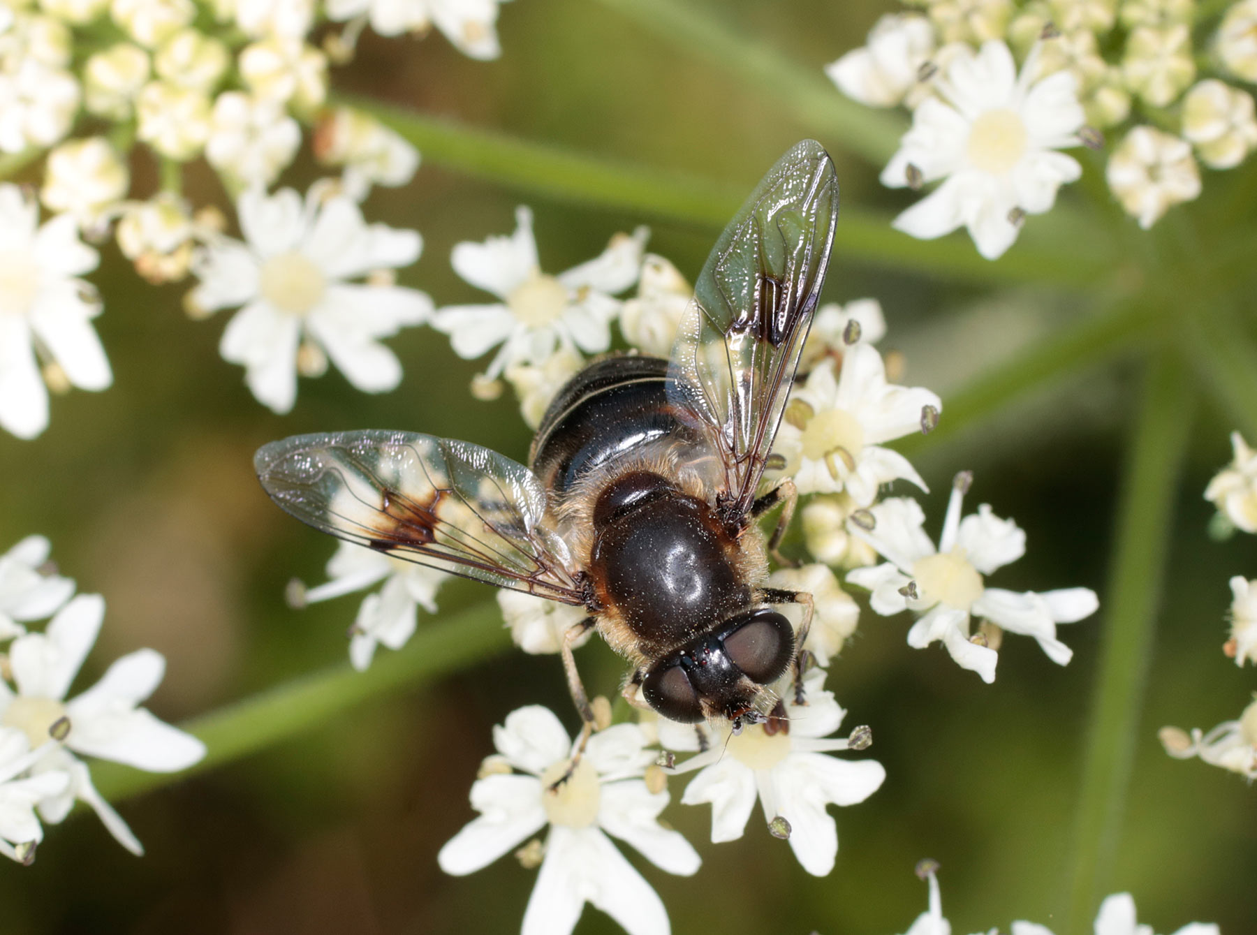 Syrphidae: Eristalis rupium